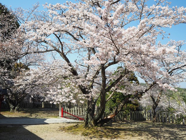保存会会長賞 「豊川稲荷神社」 榊原正明さん(明田) 保存会会長賞 「豊川稲荷神社」 榊原正明さん(明田)