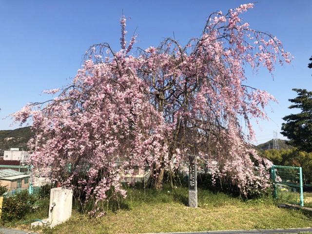 「審査委員長賞」山田憲豊さん(英賀保) 「審査委員長賞」山田憲豊さん(英賀保)