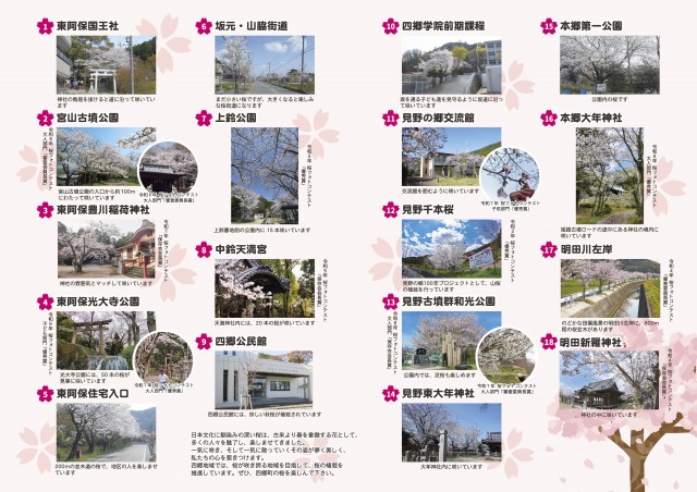 202603sakura-03